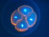 Sea urchin embryo, four-cell stage