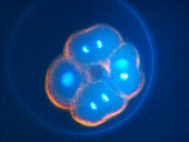 Sea urchin embryo, four-cell stage