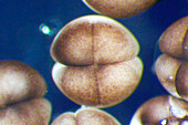 Xenopus frog embryo, four-cell stage