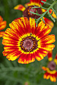 Bunte Wucherblume (Glebionis carinata) 'Flame Shades' in Blüte