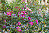 Blumenbeet mit Dahlien (Dahlia) 'Art Nouveau' und Rosen (Rosa) 'Bonica'