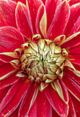 Dahlie 'Carnival' (Dahlia) in Rot und Gold, Nahaufnahme