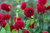 Pompondahlie (Dahlia) 'Viking' in tiefem Rot im Garten