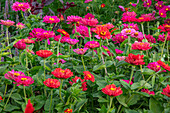 Zinnien (Zinnia) im September in voller Blüte im Gartenbeet