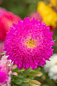 Pinke Sommer-Aster (Callistephus chinensis) ‚Giant Princess‘
