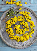Dandelion flowers and buds on a tray
