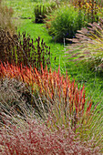 Verschiedene Ziergräser in herbstlicher Farbenpracht im Garten