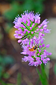 Biene auf Berglauch (Allium senescens) im Sommergarten