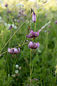 Turk's cap lily (Lilium martagon) on an alpine meadow in Graubünden
