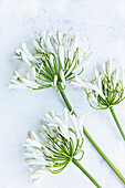 White ornamental lily (Agapanthus) on a white background
