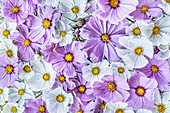 Blüten des Schmuckkörbchens (Cosmos bipinnatus) in Weiß und Rosa