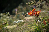 Feuerlilie (Lilium bulbiferum) in wilder Wiese im Graubünden
