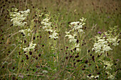 Feuchtwiese mit Mädesüß (Filipendula ulmaria) und Großem Wiesenknopf (Sanguisorba officinalis)