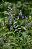 Rispiger Eisenhut (Aconitum variegatum subsp. paniculatum) im Garten