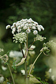 Doldenblütige Brustwurz (Angelica sylvestris) in Feuchtwiese