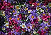 Blütenteppich mit Alpenaster, Alpenrose, Silberwurz und Kugelblume