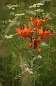 Feuerlilie (Lilium bulbiferum) im Naturstandort, Graubünden