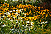Staudenbeet mit weißem Sonnenhut (Echinacea purpurea 'Alba'), Mädchenauge und gelber Rudbeckie