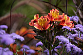 Alstroemeria (Alstroemeria) and liver balsam (Ageratum) in the summer flower bed