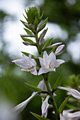 Lila Blüte der Funkie (Hosta) im Sommergarten