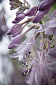 Lila Blüten der Funkie (Hosta) im Sommer