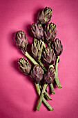 Fresh purple artichokes on a pink background
