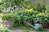Funkien und Farn in Töpfen im sommerlichen Garten mit Gießkanne 