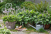 Funkien und Farn in Töpfen im sommerlichen Garten mit Gießkanne 