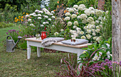 Sitzplatz im Garten vor Beet mit Ballhortensien (Hydrangea arborescens 'Annabelle'), Kugellauch (Allium), Dahlien, Sonnenauge, Eisenkraut