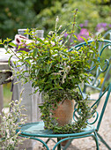 Pot with spearmint (Mentha spicata), lemon verbena (Aloysia citrodora) and herb wreath of wormwood (Artemisia absinthium), carrot flowers