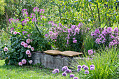 Sitzplatz vor fliederfarbenen Staudenbeet mit Phlox (Phlox Paniculata), Spinnenblume (Cleome spinosa), Dahlien (Dahlia) und Kugellauch (Allium) im sommerlichen Garten 