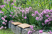 Sitzplatz vor fliederfarbenen Staudenbeet mit Phlox (Phlox Paniculata), Spinnenblume (Cleome spinosa), Dahlien (Dahlia) und Kugellauch (Allium) im sommerlichen Garten 