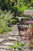 Katze vor Sitzplatz mit Steinmännchen, Topf mit Schnittlauch, und Beet mit Chinaschilf, Lampenputzergras und Farnblätter im sommerlichen Garten