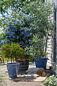 Terrasse mit Granatapfelbaum (Punica granatum), blühender Bleiwurzstrauch (Plumbago) und Eukalyptus in Töpfen