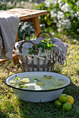 Wasserschale mit Limetten, Zitrusfussbad vor Blumenbeet mit Kosmeen