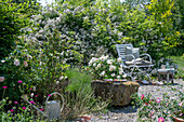 Sitzplatz auf Kiesterrasse vor Büschelrose (Rosa multiflora), Skabiose und blühende Sträuchern