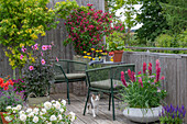 Sitzplatz auf Terrasse mit Weigelie, Schafgarbe, Steppensalbei, Fächerahorn, Bartnelke, Lupine, Dahlie, Rose (Rosa 'Petticoat')