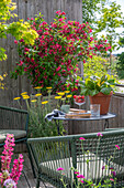 Sitzplatz auf Terrasse vor Lupinen (Lupinus), Schafgarbe, Weigelia (Weigela), Dahlien und Fächerahorn