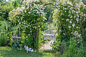 Strauch-Rose (Rosa multiflora 'Ghislaine de Feligonde') als Torbogen mit Makramee Schaukel im Garten und Hund