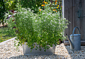 Chervil (Anthriscus cerefolium) in a pot for chervil tea on the terrace