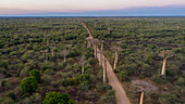 Aerial view of beautiful baobab trees amidst a serene forest and winding road,Bemanonga,Madagascar