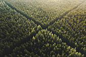 Aerial view of hunting crossroad through thick forest,Érezée,Belgium