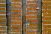 Aerial view of two people working in a farm with round incense,preparing the incense on similar trays,Hung Yen,Vietnam