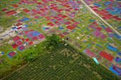 Aerial view of people working in fields drying red chilies at Mirzapur,Panchagarh,Bangladesh