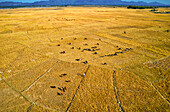 Aerial view of two people walking in a vast field with cattle,Teknaf,Chittagong,Bangladesh