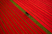 Dhaka, Bangladesch - 10. Januar 2021: Luftaufnahme eines Mannes, der entlang roter, langer Textilstreifen geht, die auf einem Feld in der Nähe von Narsingdi, Township, Dhaka, Bangladesch, ausgebreitet sind