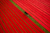 Dhaka, Bangladesch - 10. Januar 2021: Luftaufnahme eines Mannes, der entlang roter, langer Textilstreifen geht, die auf einem Feld in der Nähe von Narsingdi, Township, Dhaka, Bangladesch, ausgebreitet sind