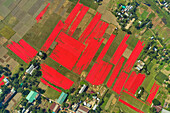 Aerial view of agricultural fields used for drying hundreds of meters of red cotton fabric roll near Narsingdi,township,Dhaka,Bangladesh