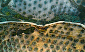 Aerial view of an olive grove on the hills lighted in an oddly way by the late afternoon sun light near Petrizzi,Calabria,Italy