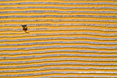 Aerial view of a few peasants working in a paddy field raking and drying the rice in Dhamrai,Dhaka province,Bangladesh